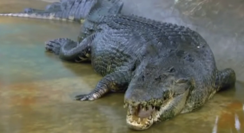 3. Saltwater Crocodile | Crocodylus porosus