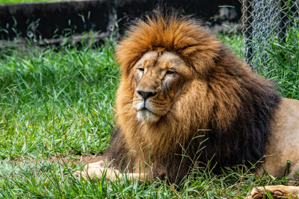 African Lion | Panthera leo
