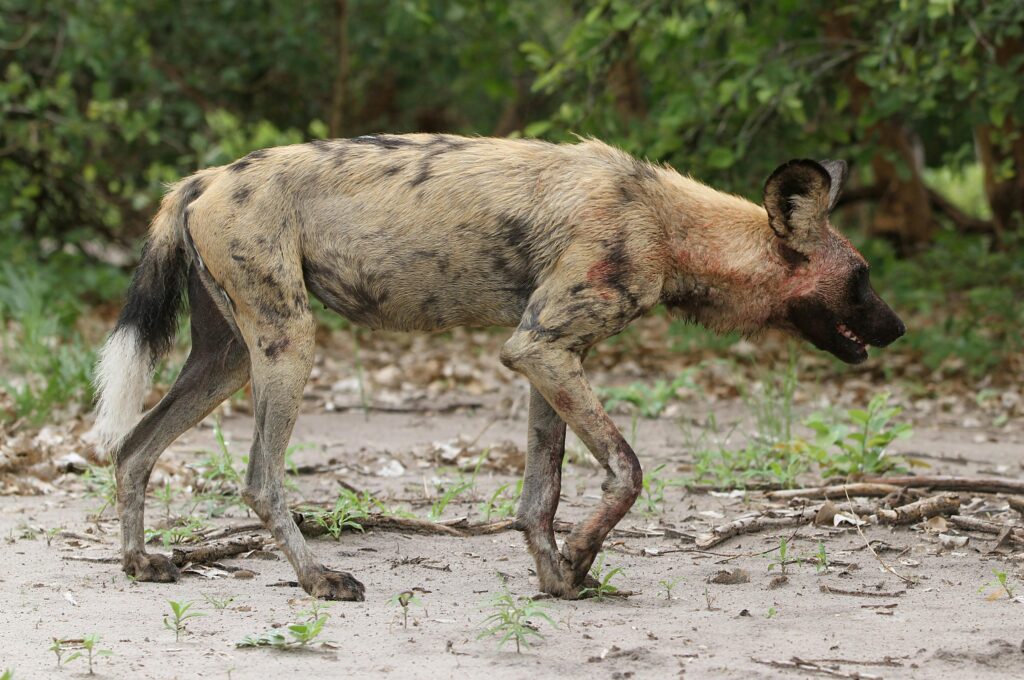 African Wild Dog | Lycaon pictus 