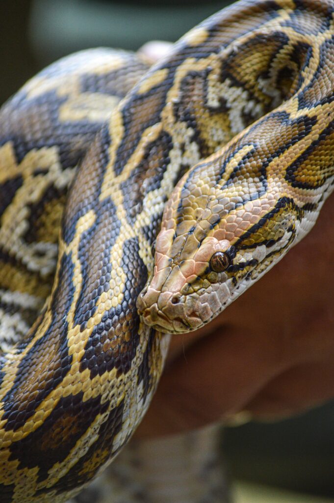 Burmese Python | Python bivittatus