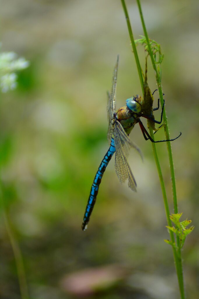 Dragonfly | Order: Anisoptera | Animal Predators