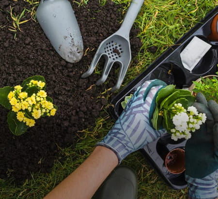 How Climate Change is Transforming Gardening