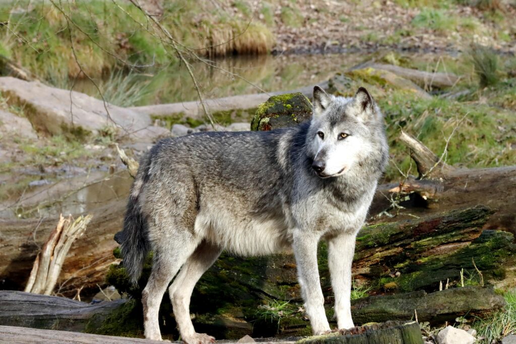 Gray Wolf | Canis lupus