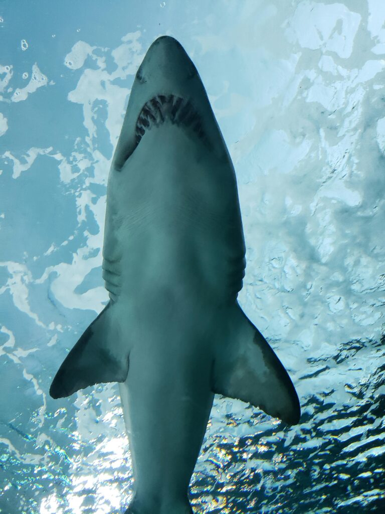 Great White Shark | Carcharodon carcharias