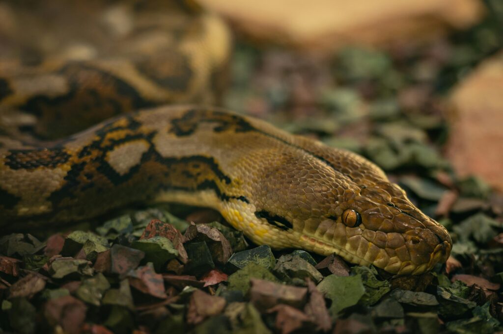 Green Anaconda | Eunectes murinus