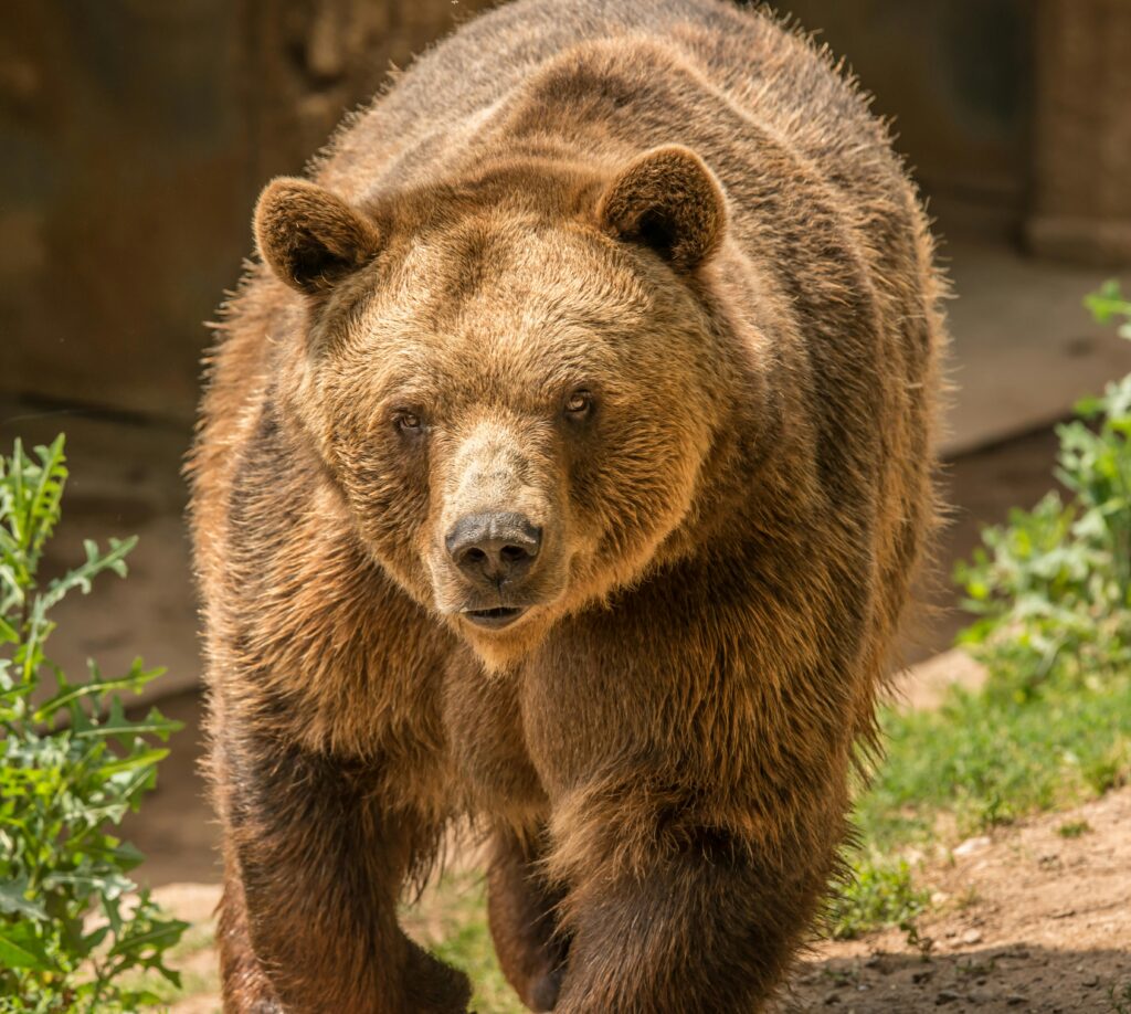 Grizzly Bear | Ursus arctos horribilis