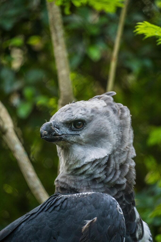 Harpy Eagle | Harpia harpyja