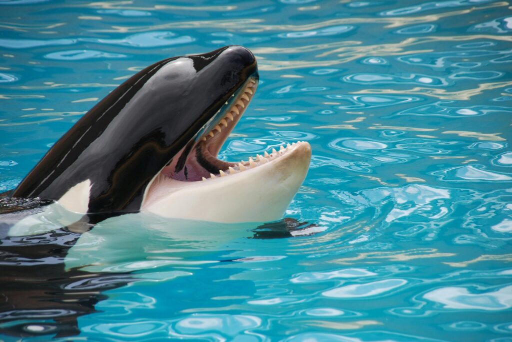 Killer Whale | Orca (Orcinus orca)