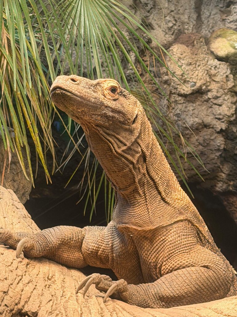 Top Predators | Komodo Dragon | Varanus komodoensis