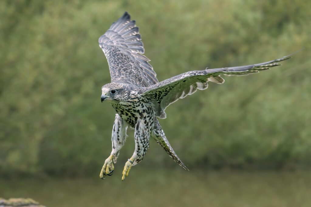 Peregrine Falcon | Falco peregrinus | Wild Animal Predation