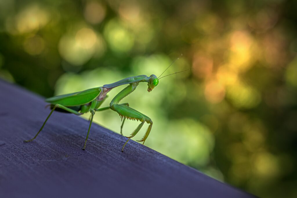 Praying Mantis | Order: Mantodea