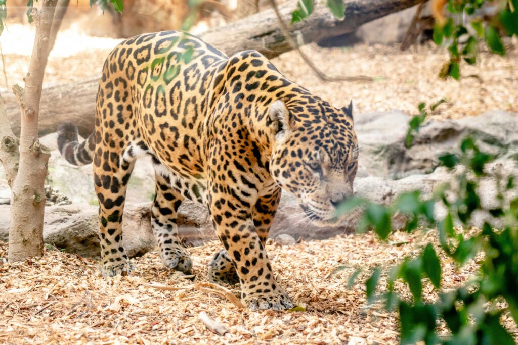 Pexels | Jaguar (Panthera onca)