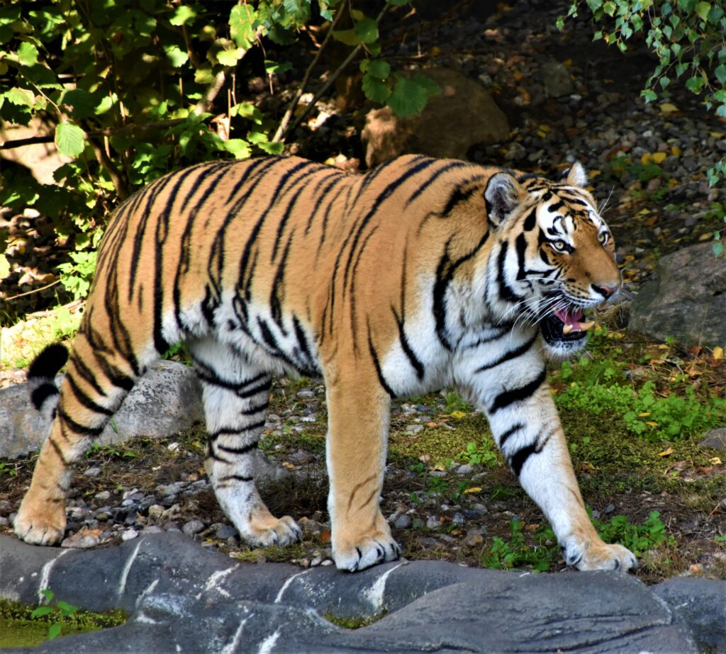 Siberian Tiger | Panthera tigris altaica 