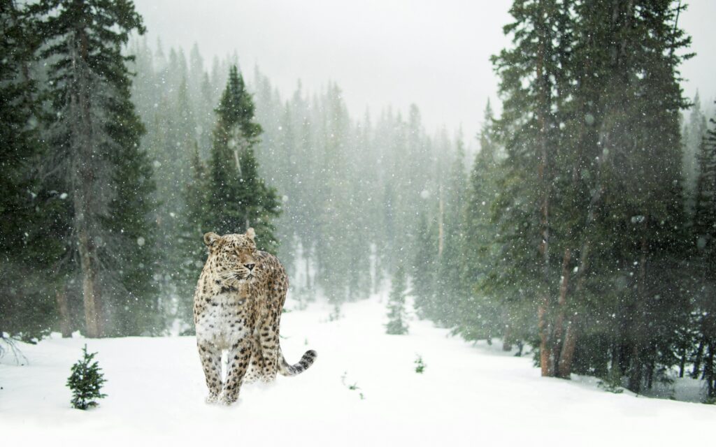 Snow Leopard | Panthera uncia