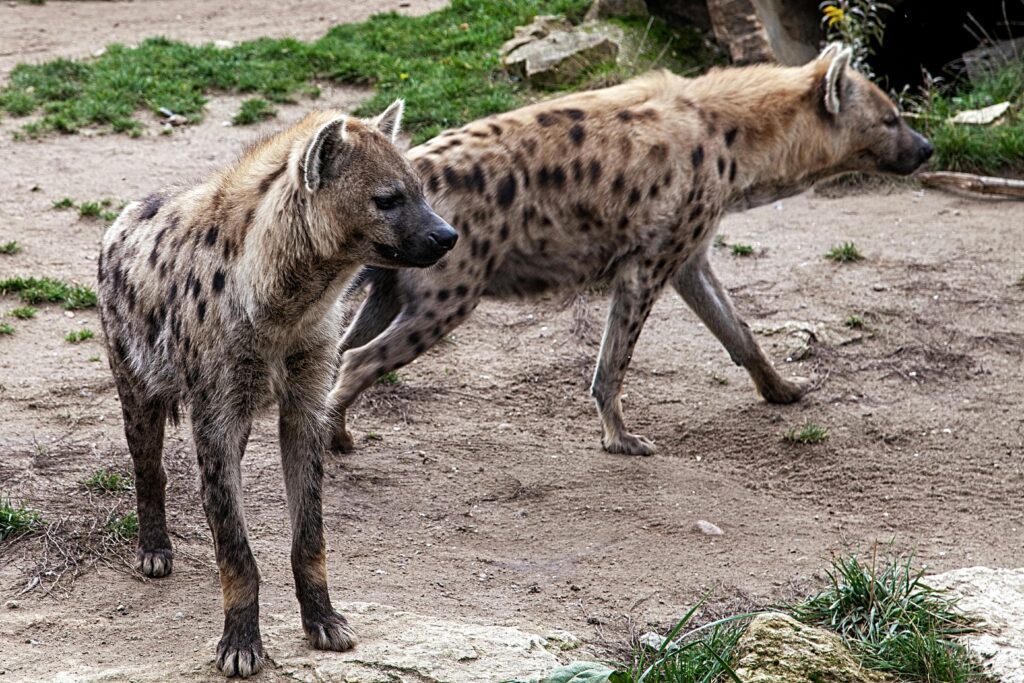 Spotted Hyena | Crocuta crocuta