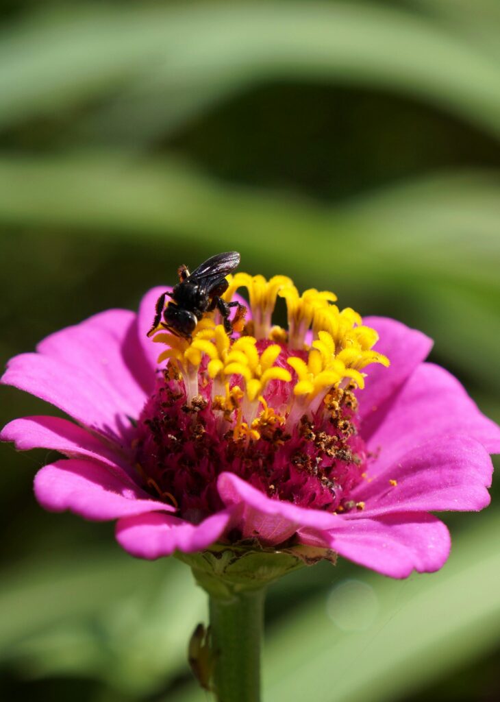 Supporting Pollinators and Biodiversity