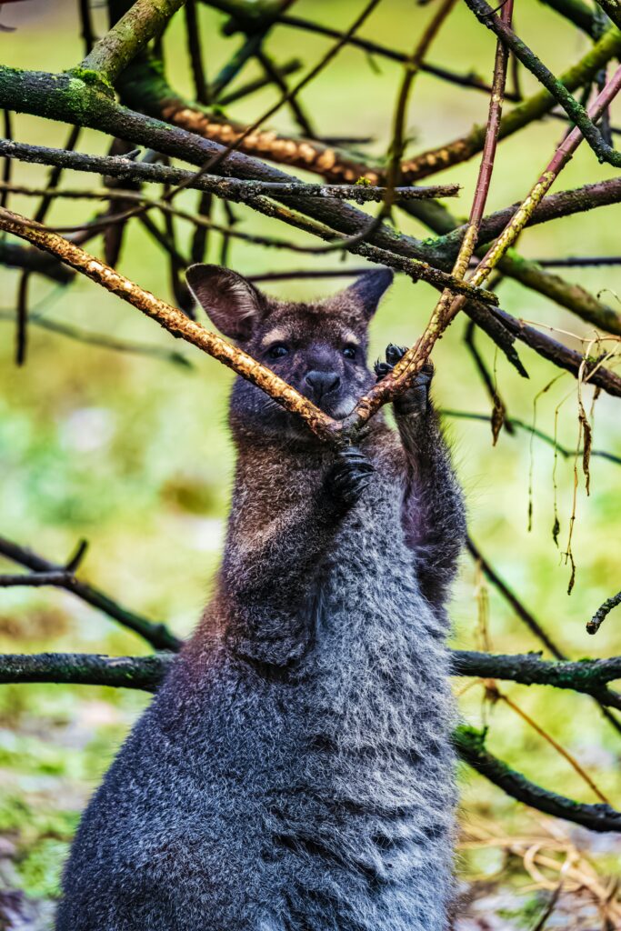 Tasmanian Devil | Sarcophilus harrisii