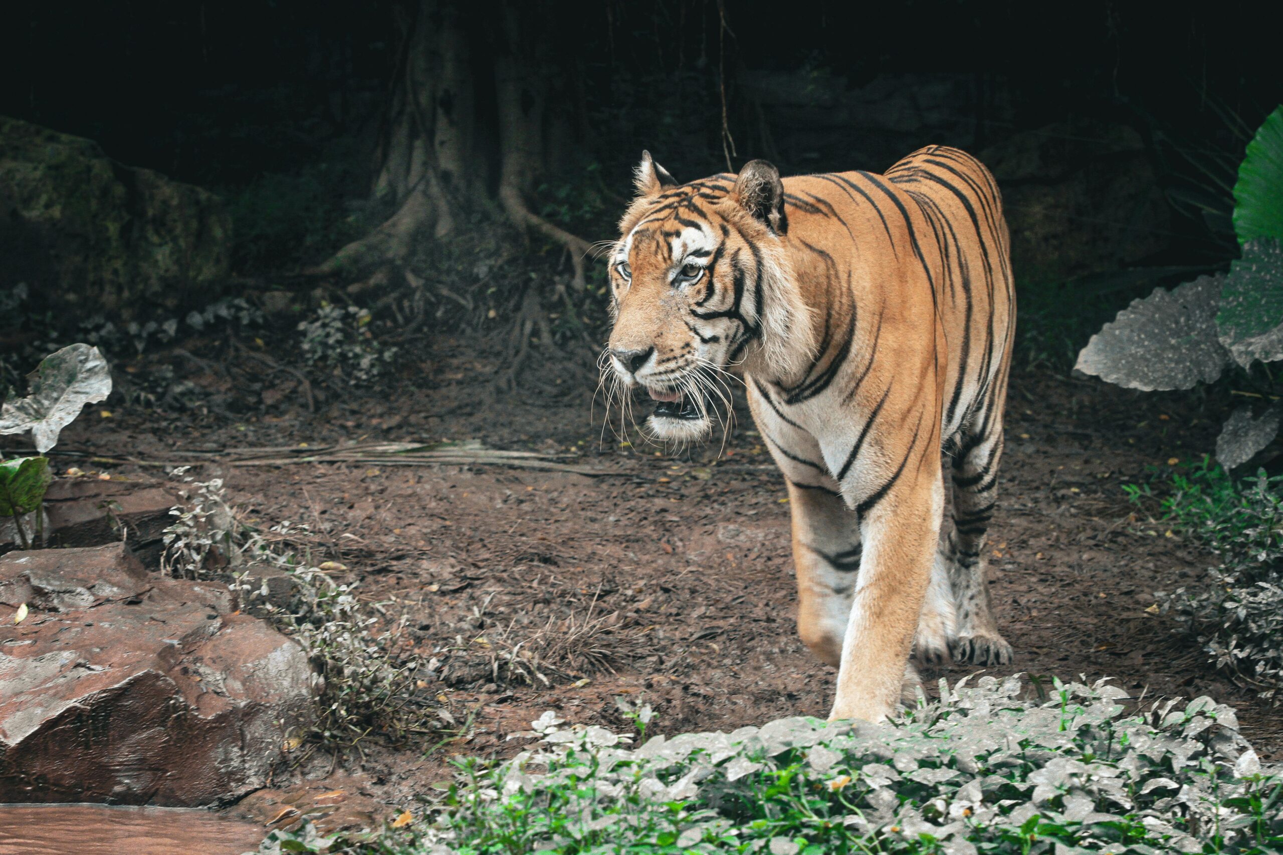 The 20 Fiercest Apex Predators in the World 2026 | Eco garden Hub