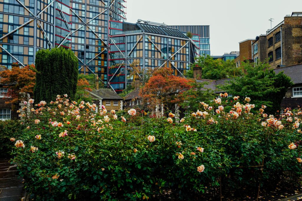 The Rise of Urban Gardening