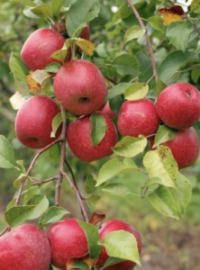 Ideal Climate Zones for Honeycrisp Apple Trees