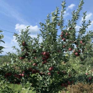 Growing and care for Honeycrisp Apples in the USA
