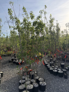 Buy Quality Honeycrisp Trees