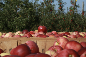 HoneyCrisp Seasonal Watering Needs