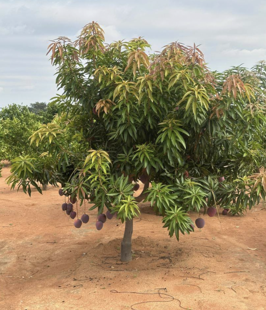 Adequate Pruning Guide for Tommy Atkins Mango