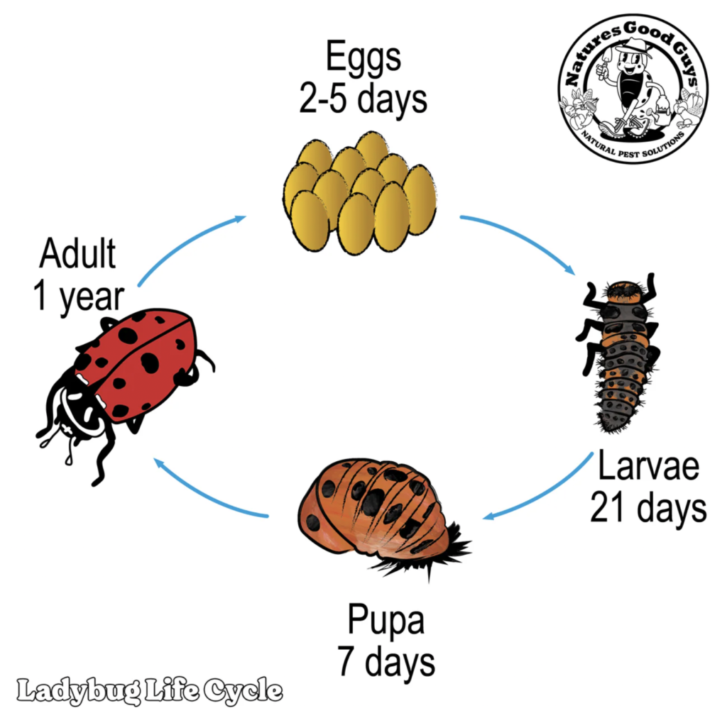 Lifecycle of Hippodamia Convergens