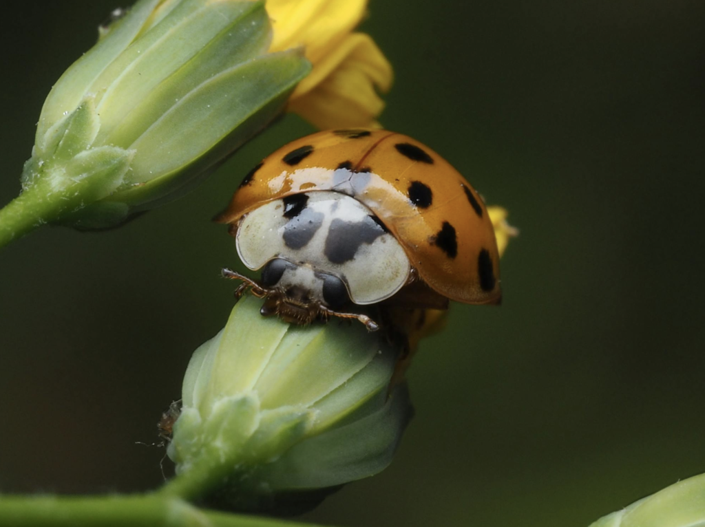 Hippodamia convergens On a Flowers