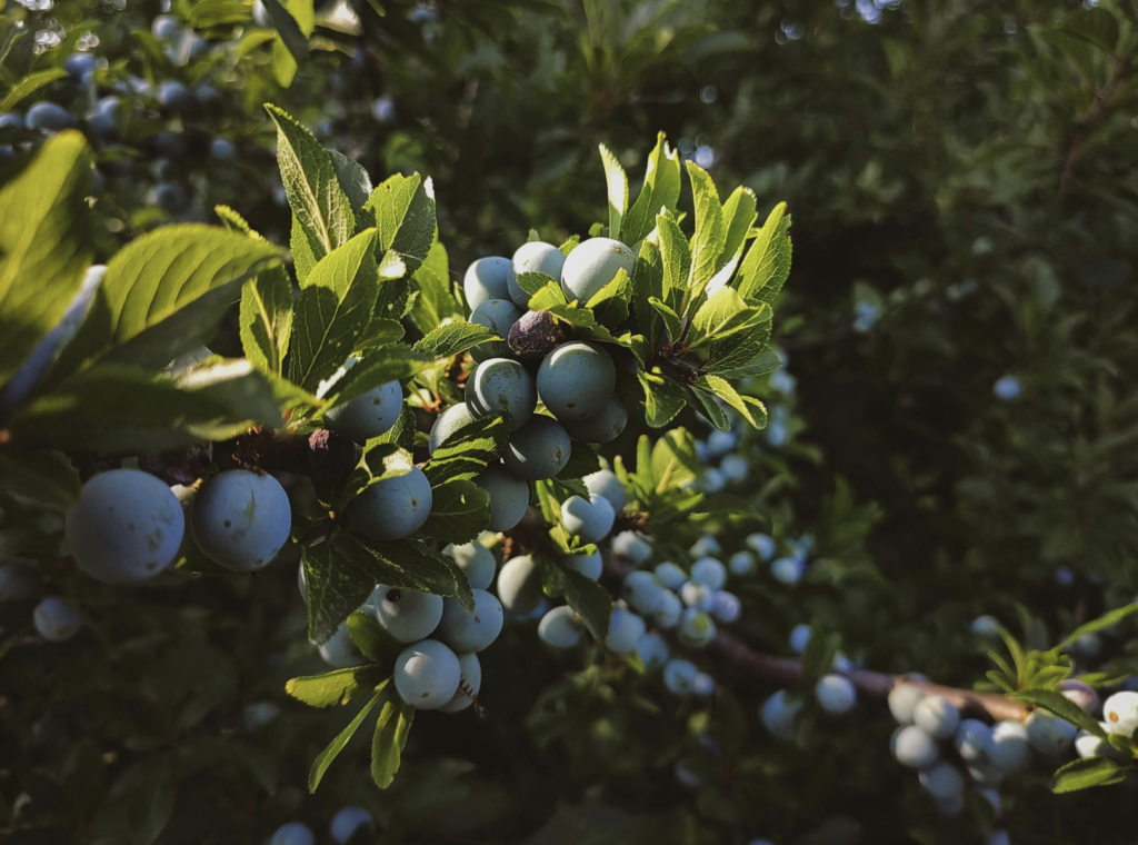 Blueberry Pruning Tips for Maximum Fruit Production