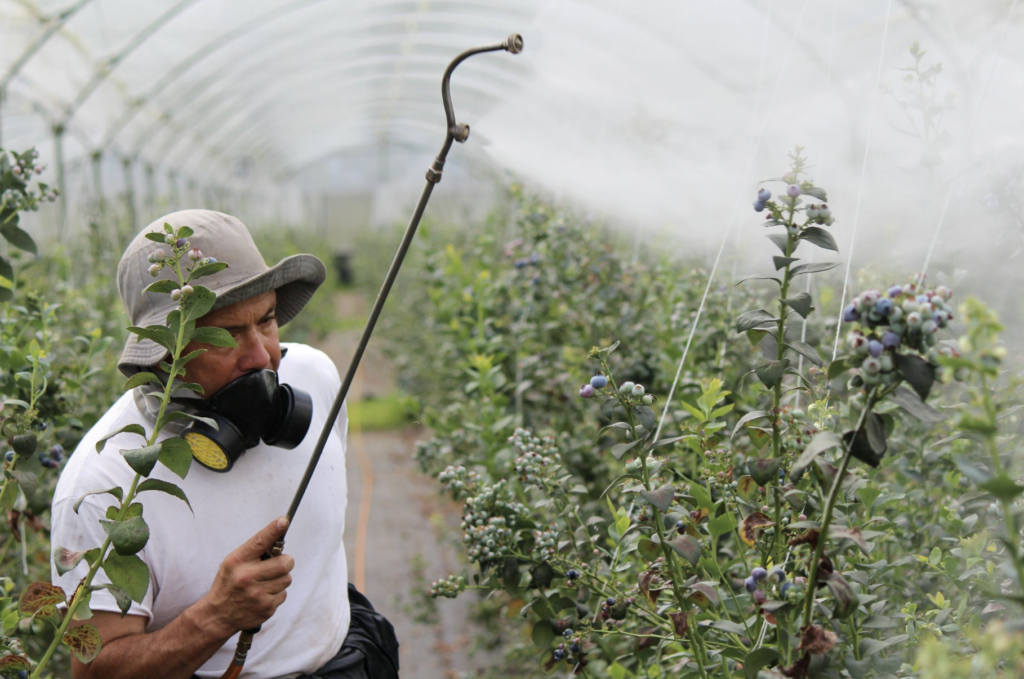 Bluecrop Blueberry Care: Irrigation, Fertilization,
