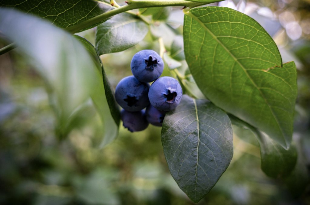 ‘Bluecrop’ Blueberry | Picture by Michał Robak