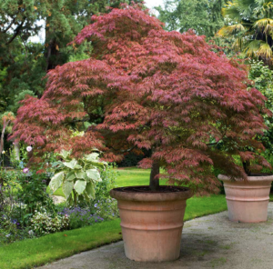 Red Dragon Japanese Maple Tree |Acer palmatum dissectum 'Red Dragon'