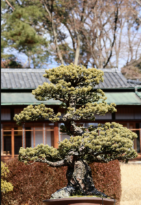 Potted japanese black pines | Picture by Zaaran S