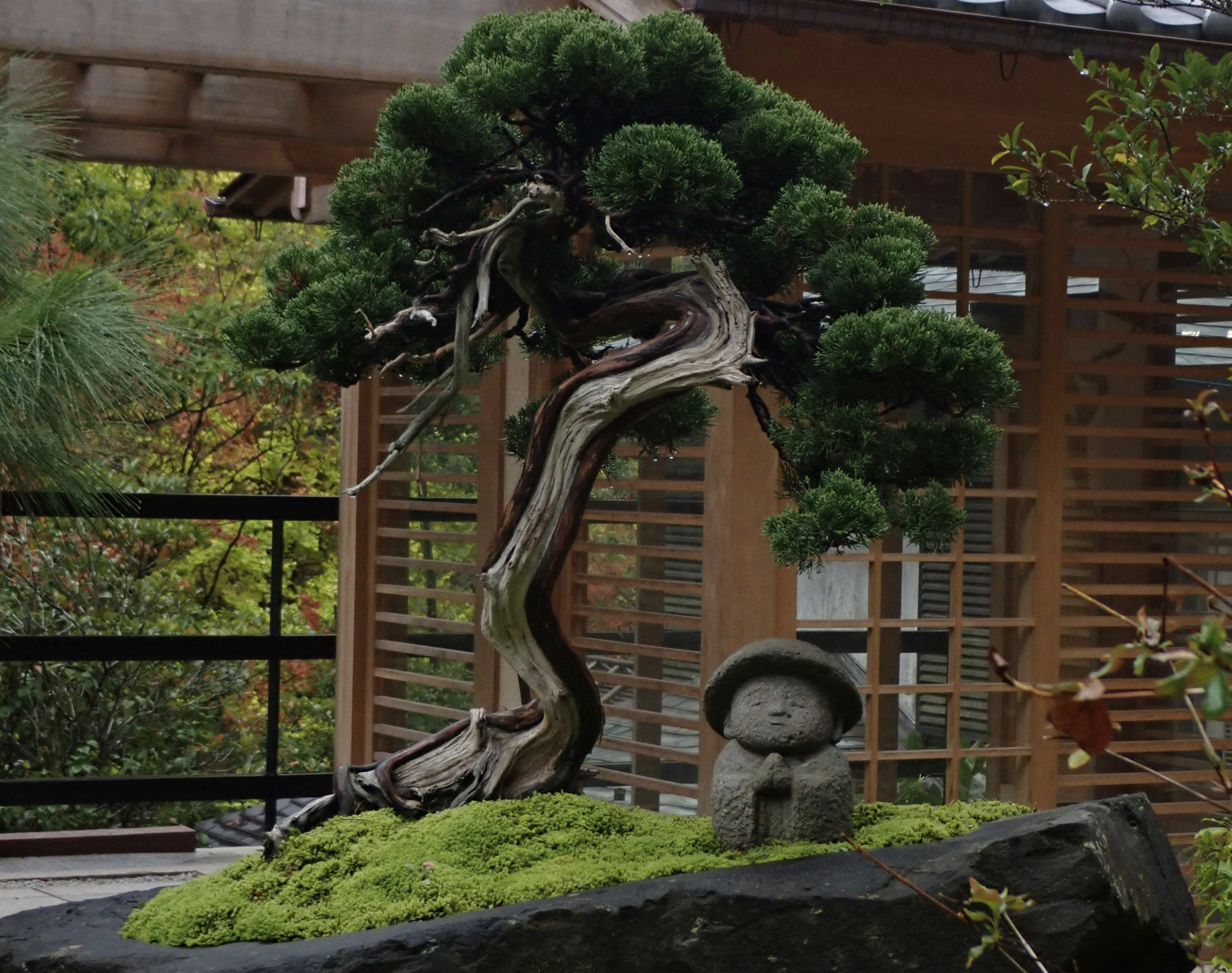 The Art of Niwaki (Cloud Pruning) | Picture by |雄一 田山