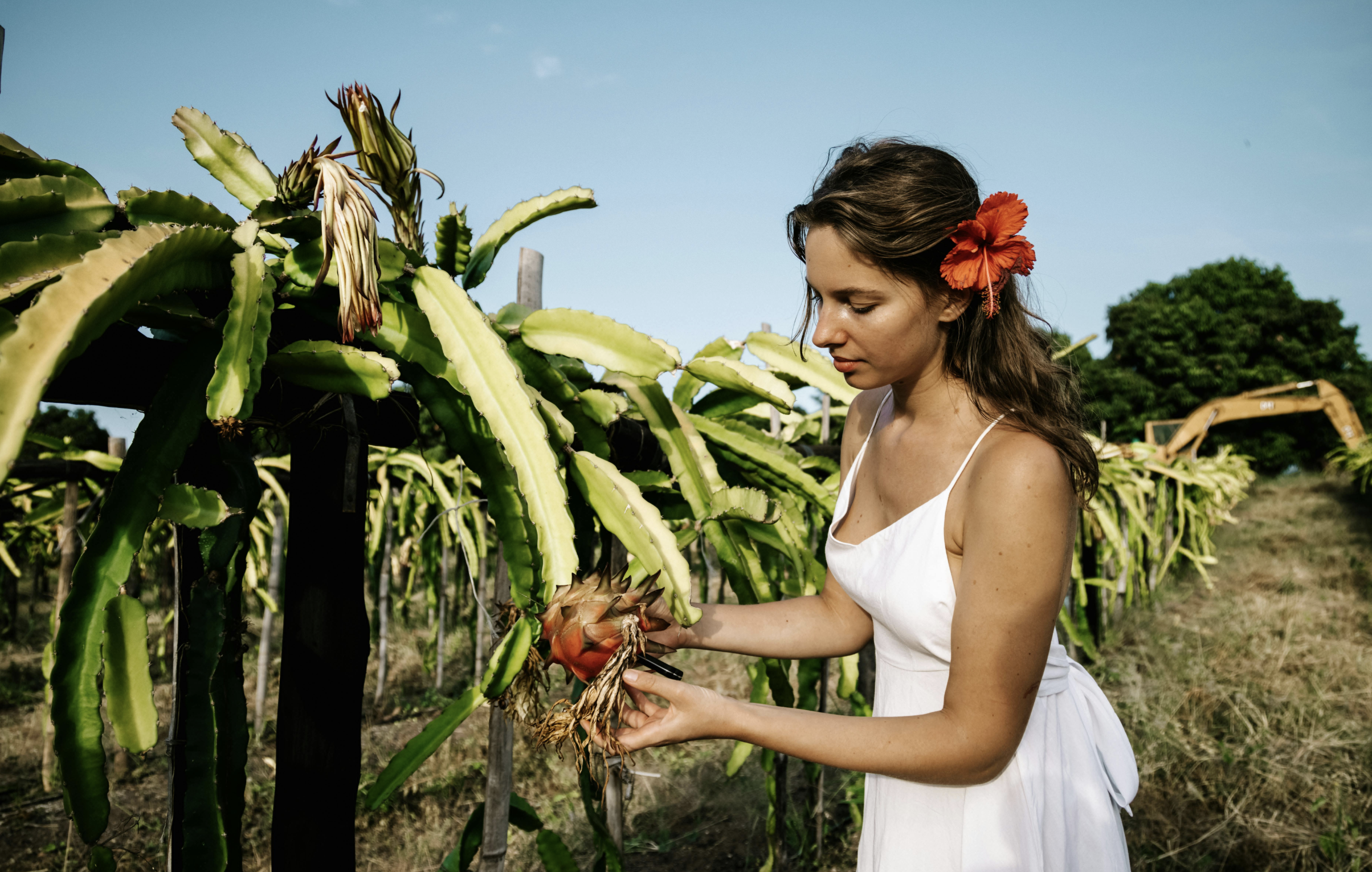 A woman harvesting dragon fruit in a field | Picture by ROMAN ODINTSOV