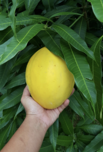 Fresh Ataulfo mango