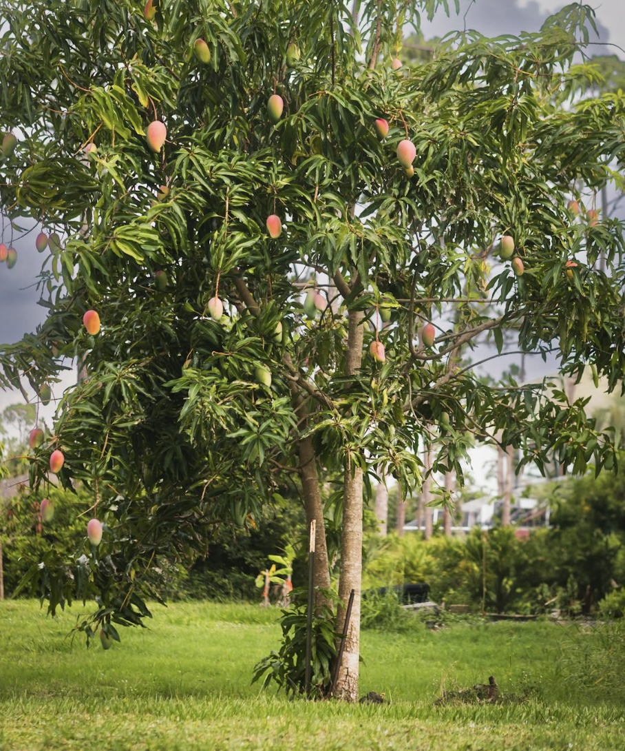 Pruning Steps for Ataulfo Mango Tree Care