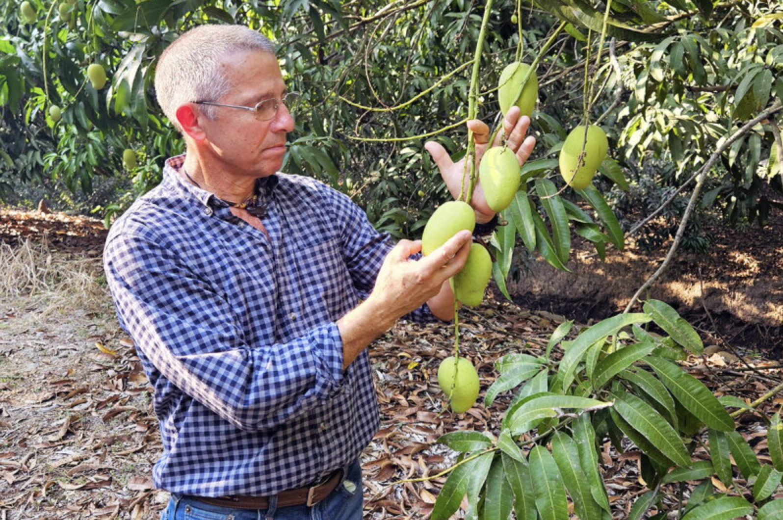 Richard Campbell, senior vice president of global operations, checks Champagne (ataulfo) mangoes in Chiapas, Mexico.Photo courtesy of Ciruli Bros.)