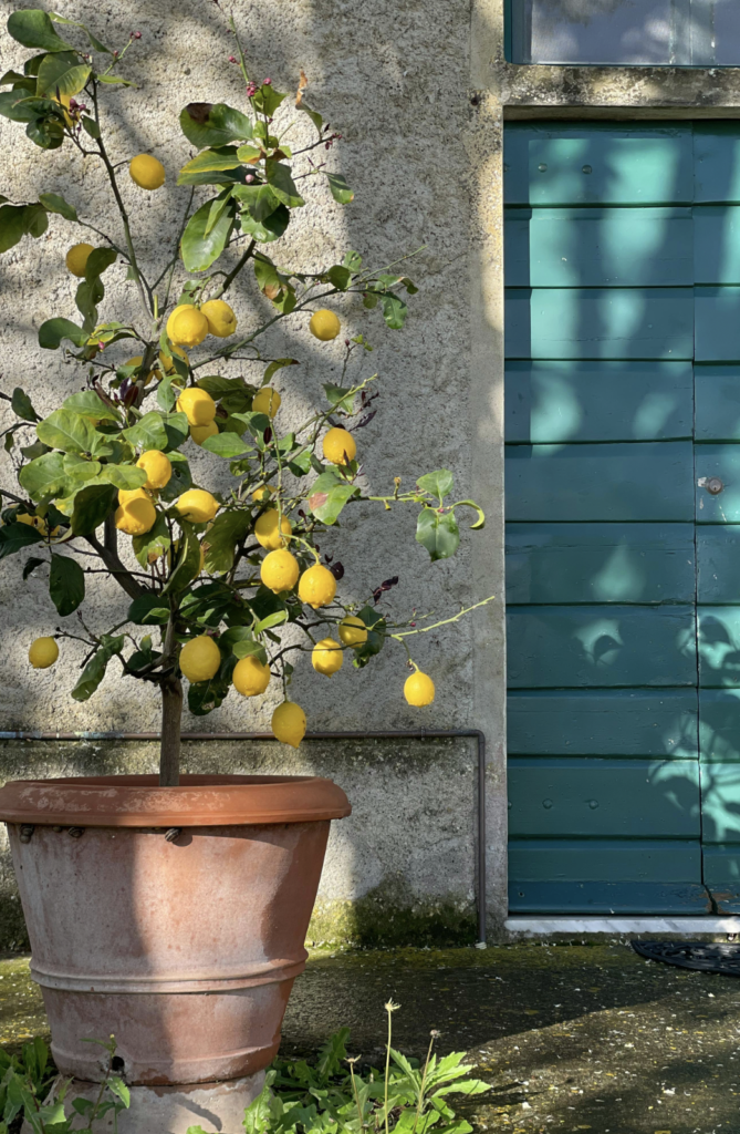 Growing Meyer Lemon at home in Pots
