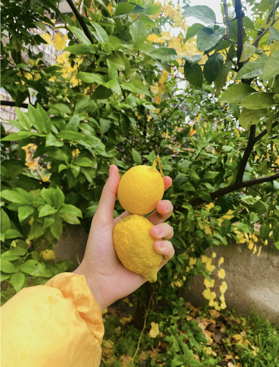 “Improved” Meyer Lemon to Modern Cultivars