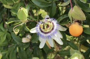 Passion Fruit Flowering 