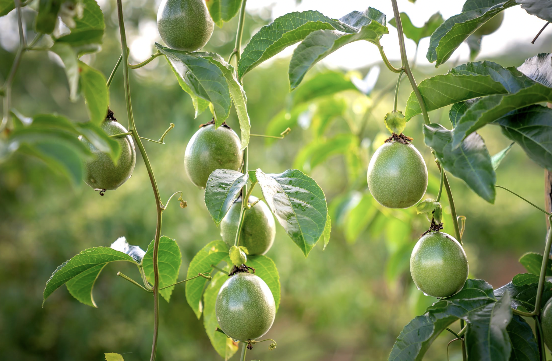 Vibrant green passion fruits growing on vines in a tropical setting, showcasing natural beauty and agriculture