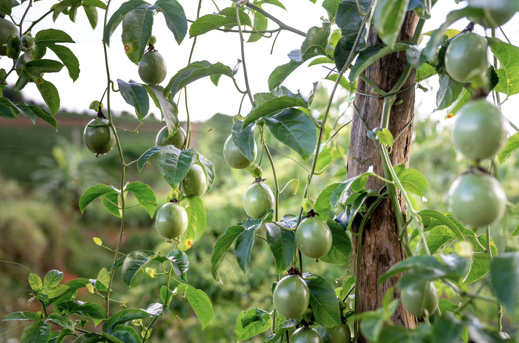 Sunlit passion fruit (Passiflora edulis) hanging from lush green vines in a vibrant orchard setting.