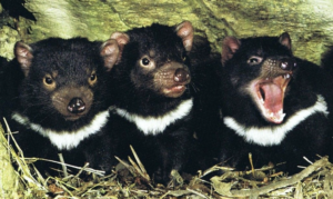 Apex Scavenger | Where Do Tasmanian Devils Live?