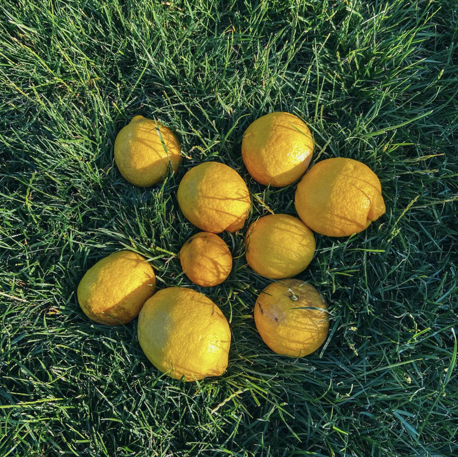 Grow Meyer Lemons at Home