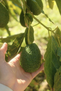 Hass avocado must receives ample sunlight