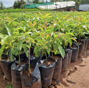 Hass Avocado Nusery | Vicman Organics |