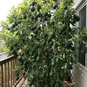 Hass avocado Pruning Techniques for Maximum Production